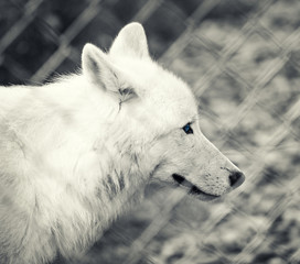 captive wolf