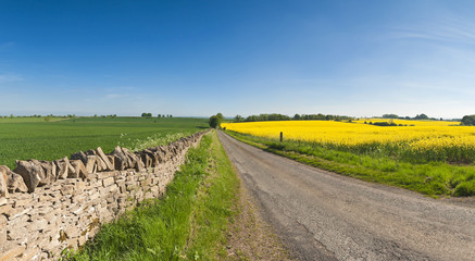 Oilseed Rape, Canola, Biodiesel Crop