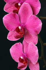 Pink orchid flower/ Phaelenopsis close up on black background