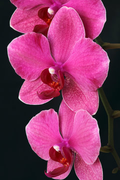 Fototapeta Pink orchid flower/ Phaelenopsis close up on black background