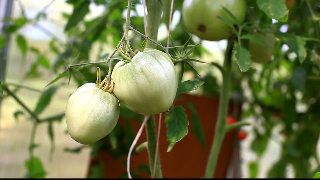 Green tomato in hothouse, footage