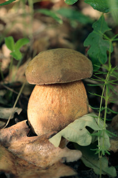 Cep growing in forest