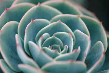 Hen-and-Chickens /Houseleek  macro. Hawaii, Maui, USA