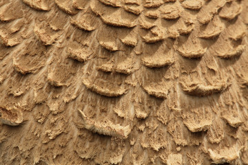 Parasol mushroom texture as a natural background