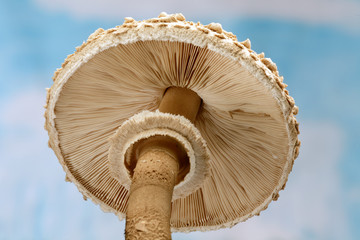 Parasol mushroom, low view