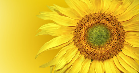 Obraz premium Sunflower background