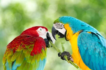 Meubelstickers papegaaien © Pakhnyushchyy