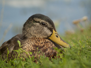 kaczka © Henryk Olszewski
