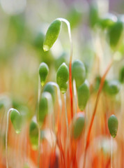 Group of moss seed sprouts in springtime