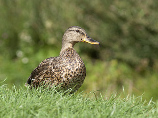 kaczka © Henryk Olszewski