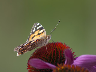 motyl © Henryk Olszewski