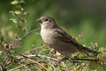 wróbel © Henryk Olszewski