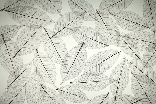 Rubber tree dried leaves texture