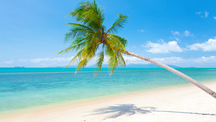 beach with coconut palm and sea