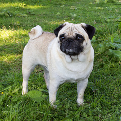 pug dog outdoor