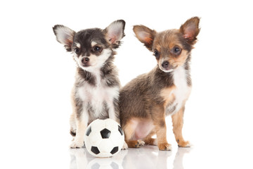 Obraz premium chihuahua isolated on white background