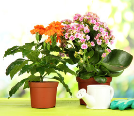 Beautiful flowers in pots on wooden table on natural background