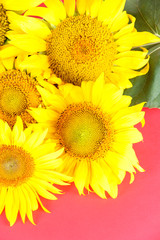 Obraz premium Beautiful sunflowers on color background