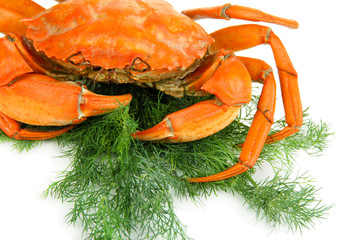 Boiled crab isolated on white