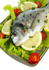 Dorado fish close-up