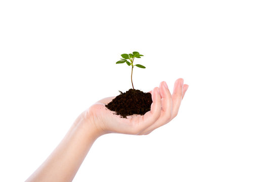 Business hand holding green small plant