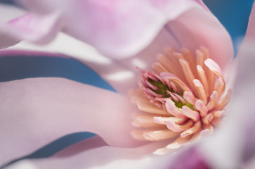Loebner Magnolia (Magnolia x loebneri) Closeup