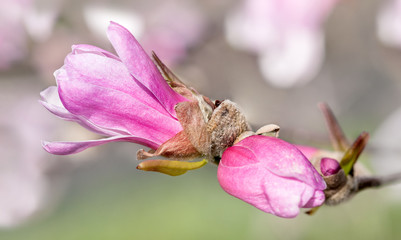 Loebner Magnolia (Magnolia x loebneri) Buds Burst Out