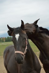 Fototapeta premium horse