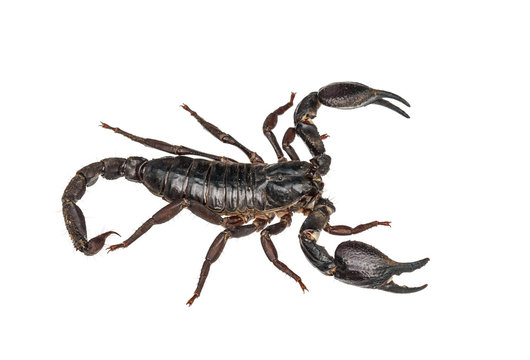 Asian giant forest scorpion (Heterometrus laoticus)