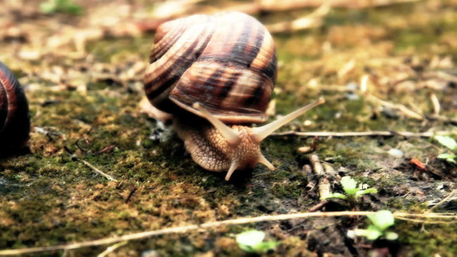 snail in grass