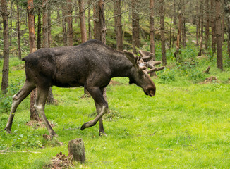 Moose in the swedish woods