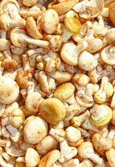 Background from autumn honey agaric mushrooms
