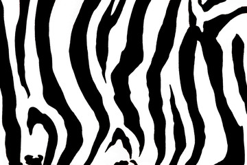 animal zebra  background