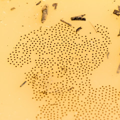 Frog eggs