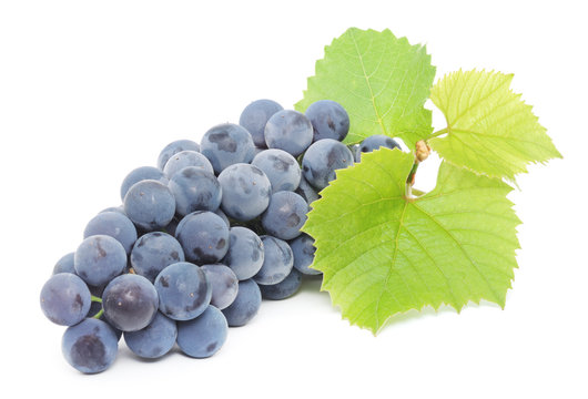 blue grape with green leaves