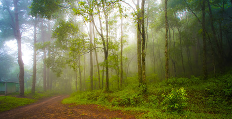 misty forest