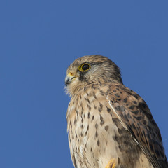 Portrait eines Turmfalken vor blauem Himmel