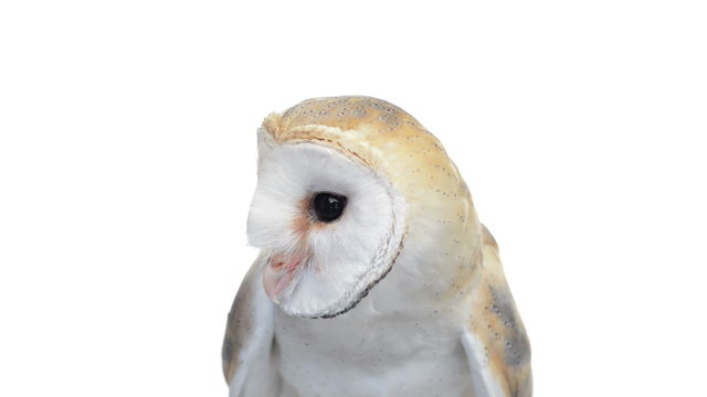 Close-up of Barn owl looking around