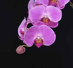 Naklejka na ściany i meble Piękne różowa orchidea na czarnym tle