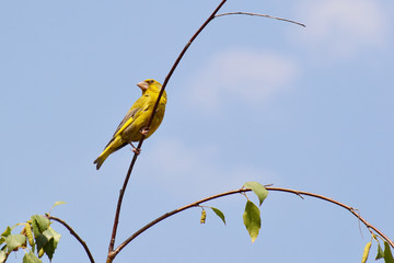 Greenfinch on a twig