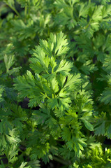 Fresh parsley