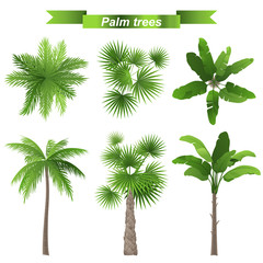 Naklejka premium palmy