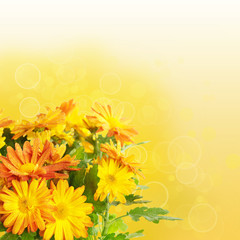 Chrysanthemum floral background