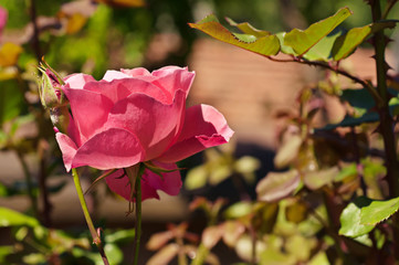 Pink rose