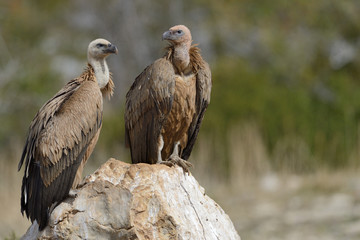 Two griffon vultures standing on a rock.