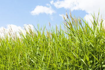 Obraz premium Grass and sky