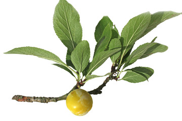 Une mirabelle