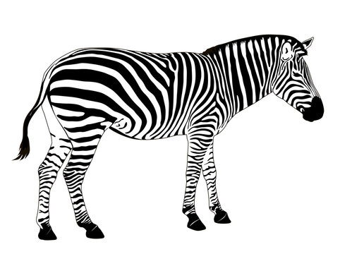 Illustration of  zebra. Vector EPS 8