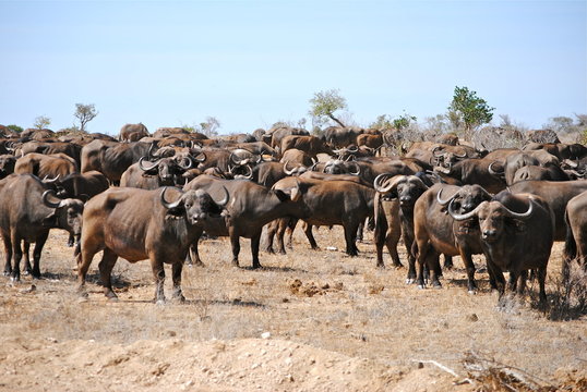 Africa - Kenya - Safari - Tsavo East National Park - Bufali