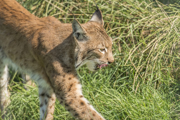 Lynx (Lynx lynx)